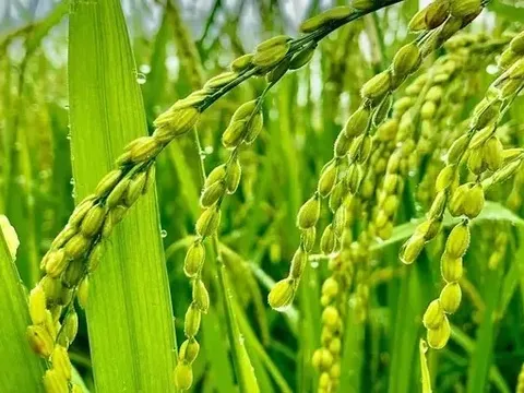 Giá lúa gạo hôm nay 15/5: lúa giảm, gạo tăng