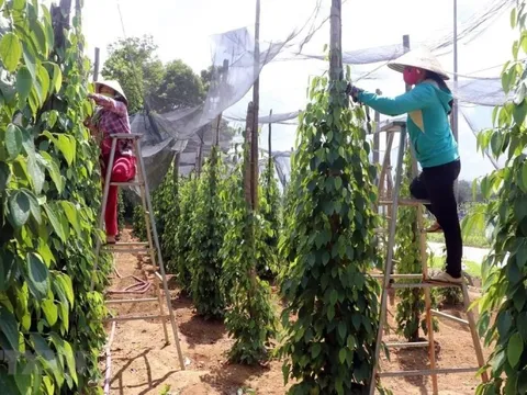 Giá tiêu hôm nay 15/5/2025: chuyên gia nhận định năm nay hồ tiêu mất mùa, lượng giảm nhiều