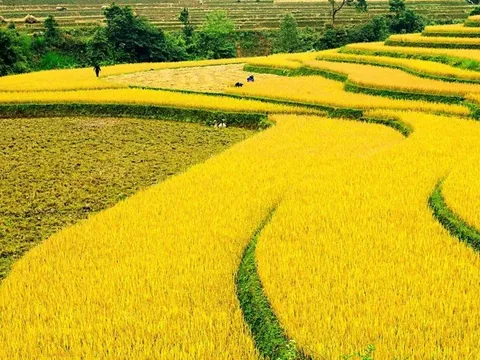 Giá lúa gạo hôm nay 16/5: lúa tươi quay đầu tăng giá