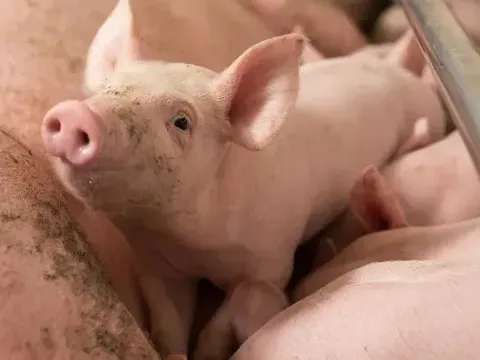 Giá heo hơi hôm nay 17/5: Hậu Giang nhích nhẹ 1.000 đồng/kg