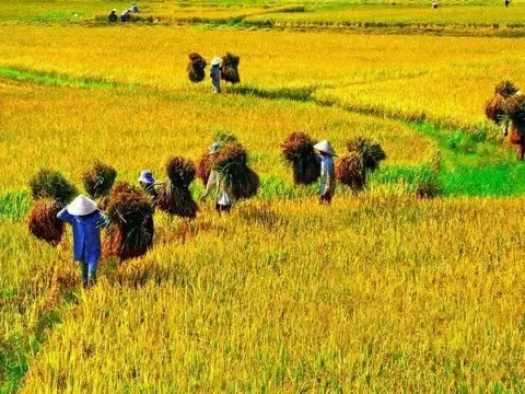 Giá lúa gạo hôm nay 17/5: lúa tươi giảm nhẹ