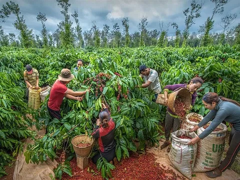 Giá cà phê hôm nay 20/5/2025: 2 động lực giúp cà phê tăng mạnh phiên đầu tuần