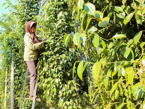Giá tiêu hôm nay 20/5/2025: về lại mốc 150.000 đồng/kg, chuyên gia cảnh báo nguy hiểm
