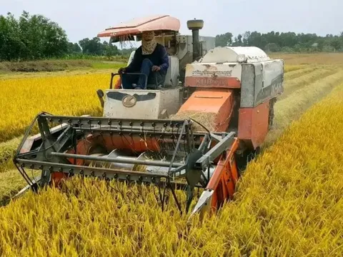 Giá lúa gạo hôm nay 20/5: giá gạo giảm nhẹ