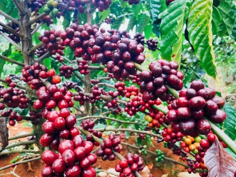 Giá cà phê hôm nay 21/5/2025: nguồn cung tăng đẩy cà phê 2 sàn đảo chiều