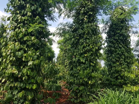 Giá tiêu hôm nay 21/5/2025: Trung Quốc tăng mua qua từng tháng, tín hiệu tích cực cho thị trường
