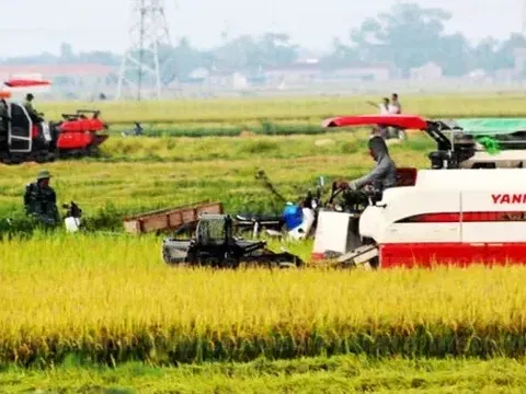Giá lúa gạo hôm nay 21/5: biến động không đồng nhất