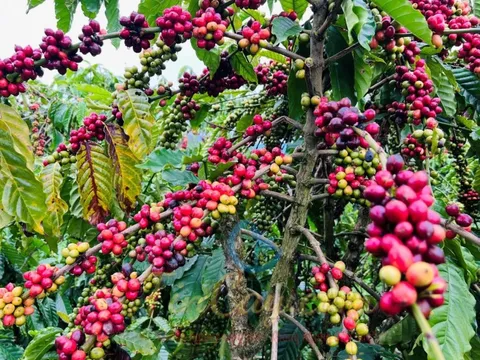 Giá cà phê hôm nay 22/5/2025: đồng USD yếu chưa thể hỗ trợ giá cà phê, vì sao?