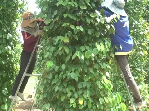 Giá tiêu hôm nay 22/5/2025: biến động ở Đắk Lắk - Đắk Nông, giá tiêu chưa thể bứt phá