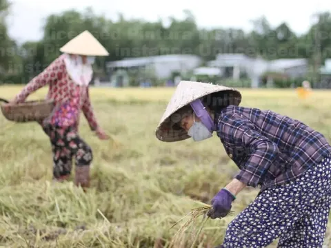 Giá lúa gạo hôm nay 22/5: gạo nguyên liệu giảm