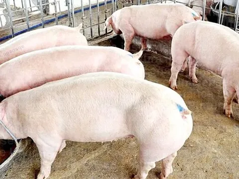 Giá heo hơi hôm nay 23/5: miền Bắc giảm nhẹ 1.000 đồng/kg