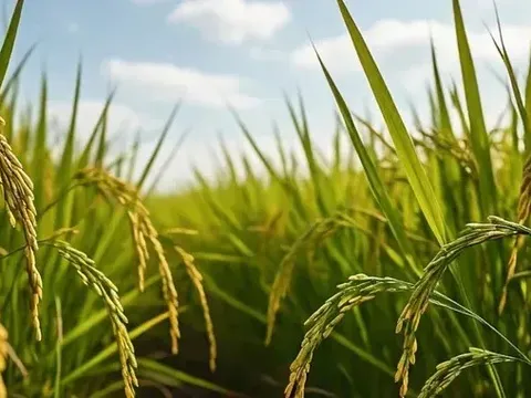 Giá lúa gạo hôm nay 23/5: lúa tươi giảm nhẹ