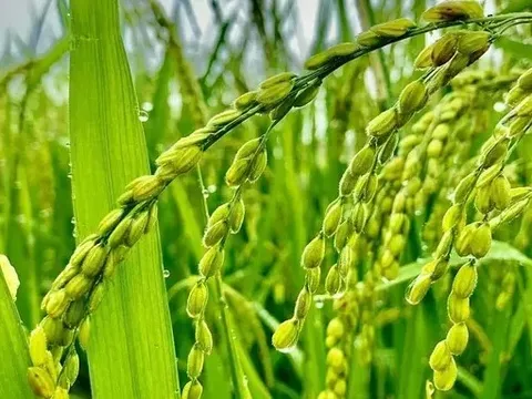 Giá lúa gạo hôm nay 24/5: đồng loạt giảm nhẹ