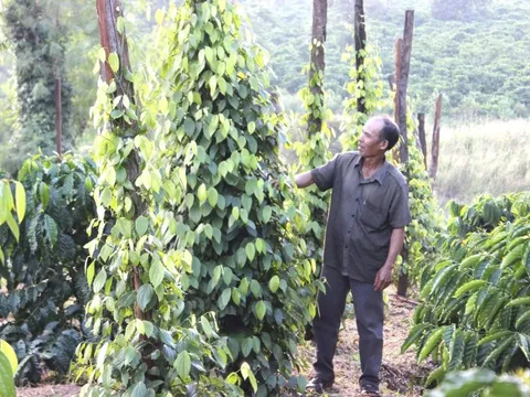 Giá tiêu hôm nay 24/5/2025: tình cảnh trái ngược của giá tiêu Việt Nam và Indonesia