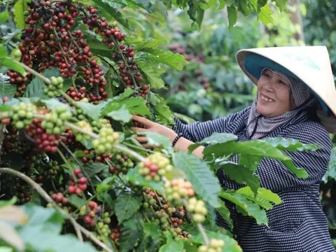 Giá cà phê hôm nay 26/5/2025: yếu tố quan trọng ảnh hưởng đến giá cà phê tuần này