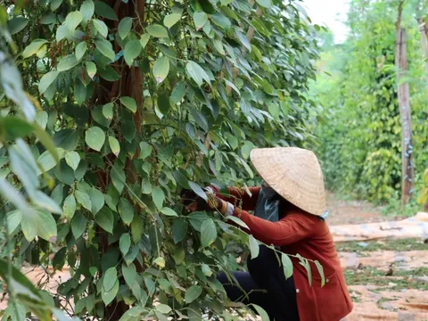 Giá tiêu hôm nay 26/5/2025: nghi vấn đầu cơ làm giá, nông dân thận trọng khi bán ra