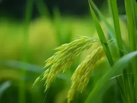 Giá lúa gạo hôm nay ngày 26/5: nguồn lúa Hè Thu sớm ít