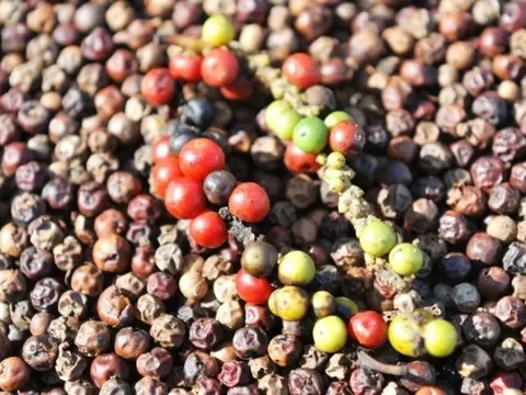 Giá tiêu hôm nay 27/5/2025: giá tiêu Indonesia liên tục tăng, trong nước trầm lắng