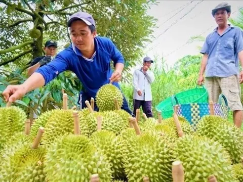 Giữ thị trường xuất khẩu cho “vua trái cây”