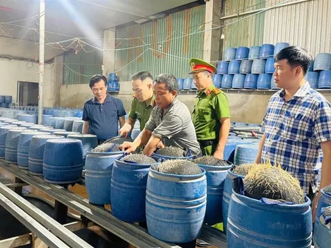 Lào Cai: phát hiện 2 cơ sở dùng chất cấm sản xuất hơn 300 tấn giá đỗ