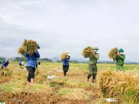 Giá lúa gạo hôm nay 27/5: giao dịch ổn định