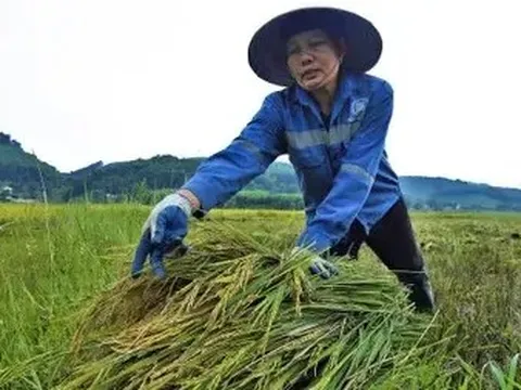 Giá lúa gạo hôm nay 29/5: giá gạo tăng giảm trái chiều 100 đồng/kg