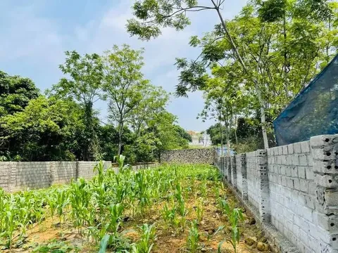 Nhà đầu tư rơi vào vòng xoáy chôn vốn khi mua đất nền không sổ đỏ
