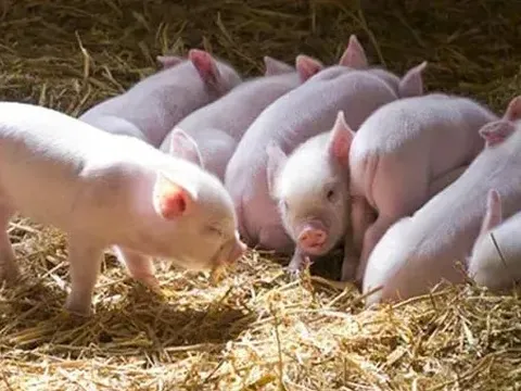 Giá heo hơi hôm nay 29/5: tăng nhẹ 1.000 đồng/kg