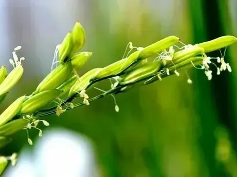 Giá lúa gạo hôm nay 30/5: gạo trong nước và xuất khẩu giảm nhẹ