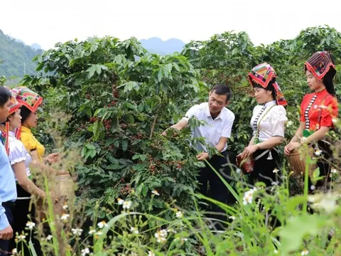 Giá cà phê hôm nay 30/5/2025: điều gì đang xảy ra với cà phê toàn cầu