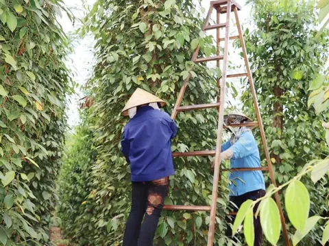 Giá tiêu hôm nay 30/5/2025: thiếu động lực tăng, giá tiêu về gần mốc 145.000 đồng/kg