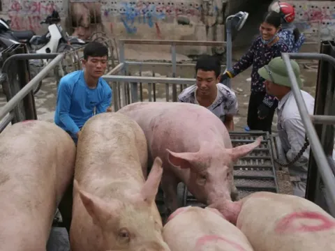 Giá heo hơi hôm nay 30/5: tăng nhẹ, một số tỉnh chạm ngưỡng cao nhất từ đầu tháng 5