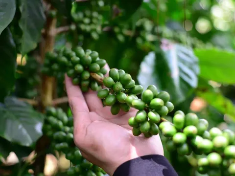 Giá cà phê hôm nay 3/6/2025: Arabica tăng trở lại khi đồng USD suy yếu