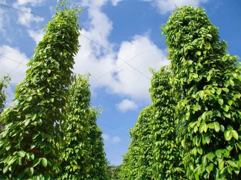 Giá tiêu hôm nay 3/6/2025: đồng loạt tăng, Đắk Lắk - Đắk Nông thêm 1.000 đồng/kg