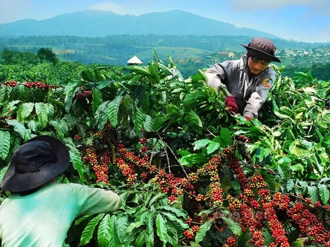 Giá cà phê hôm nay 5/6/2025: chấm dứt đà giảm, cà phê đồng loạt tăng trở lại