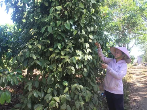 Giá tiêu hôm nay 5/6/2025: mặc giá liên tục giảm, hạt tiêu vẫn là "ngôi sao" xuất khẩu