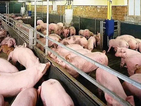 Giá heo hơi hôm nay 6/6: Hà Nội tiếp tục neo ở mức 69.000 đồng/kg