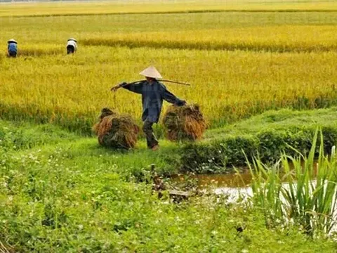 Giá lúa gạo hôm nay 10/6: ổn định