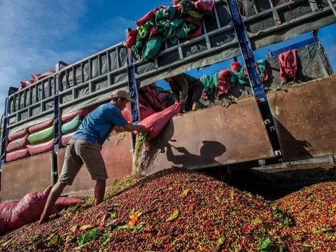 Giá cà phê hôm nay 10/6/2025: 2 sàn cùng tăng, Robusta thêm cả trăm USD/tấn