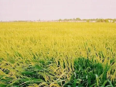 Giá lúa gạo hôm nay 11/6: giá gạo giảm nhẹ