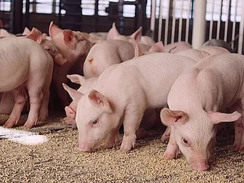 Giá heo hơi hôm nay 11/6: miền Nam giảm 1.000 đồng/kg tại một vài địa phương