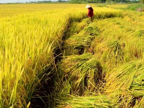 Giá lúa gạo hôm nay 12/6: lúa tươi và gạo xuất khẩu giảm mạnh