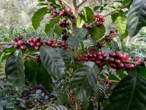Giá cà phê hôm nay 13/6/2025: đồng USD yếu hỗ trợ Robusta tăng trở lại