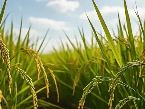 Giá lúa gạo hôm nay 13/6: lúa tươi giảm, gạo tăng nhẹ