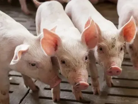 Giá heo hơi hôm nay 14/6: miền Trung và miền Nam giảm nhẹ