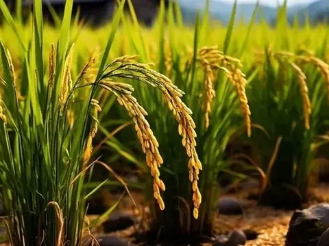 Giá lúa gạo hôm nay 14/6: giao dịch lúa khô chậm