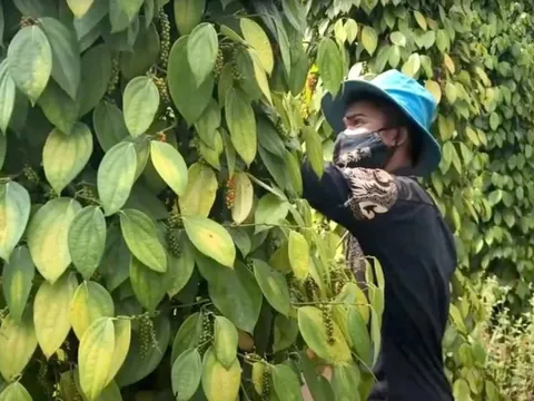 Giá tiêu hôm nay 14/6/2025: mối lo tiếp tục giảm khi Brazil và Indonesia thu hoạch