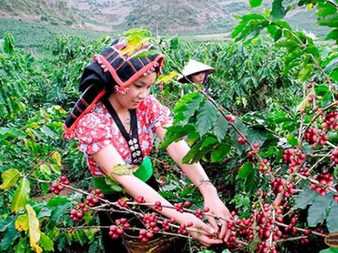 Giá cà phê hôm nay 16/6/2025: nhận định giá cà phê tuần này, liệu có thủng đáy?