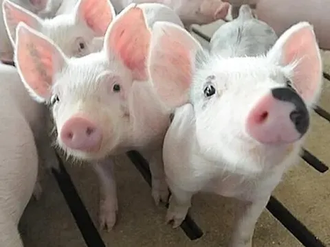 Giá heo hơi hôm nay 17/6: miền Nam giảm 1.000 - 2.000 đồng/kg