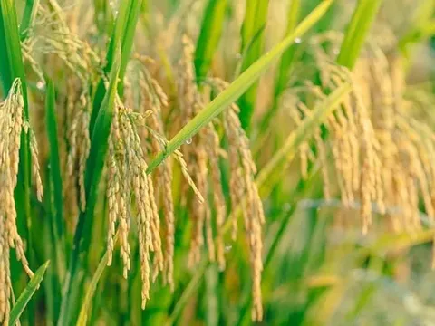 Giá lúa gạo hôm nay 17/6: giá gạo tăng nhẹ